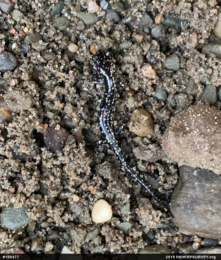 Northern Slimy Salamander