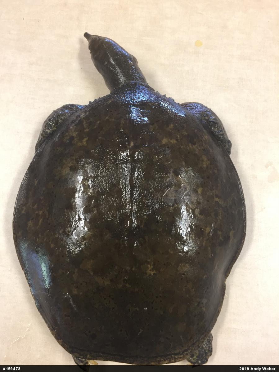 Eastern Spiny Softshell