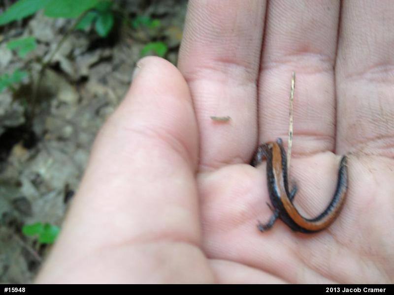 Eastern Red-backed  Salamander