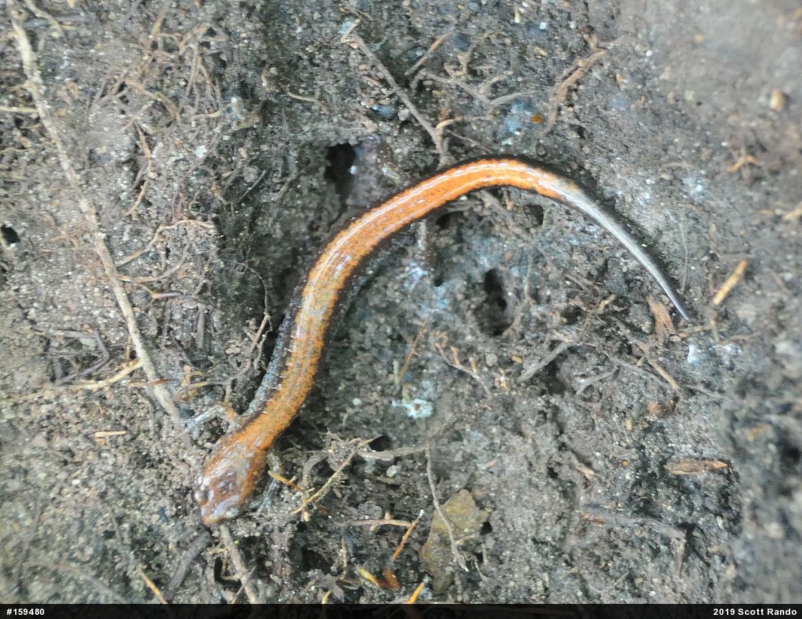 Eastern Red-backed  Salamander