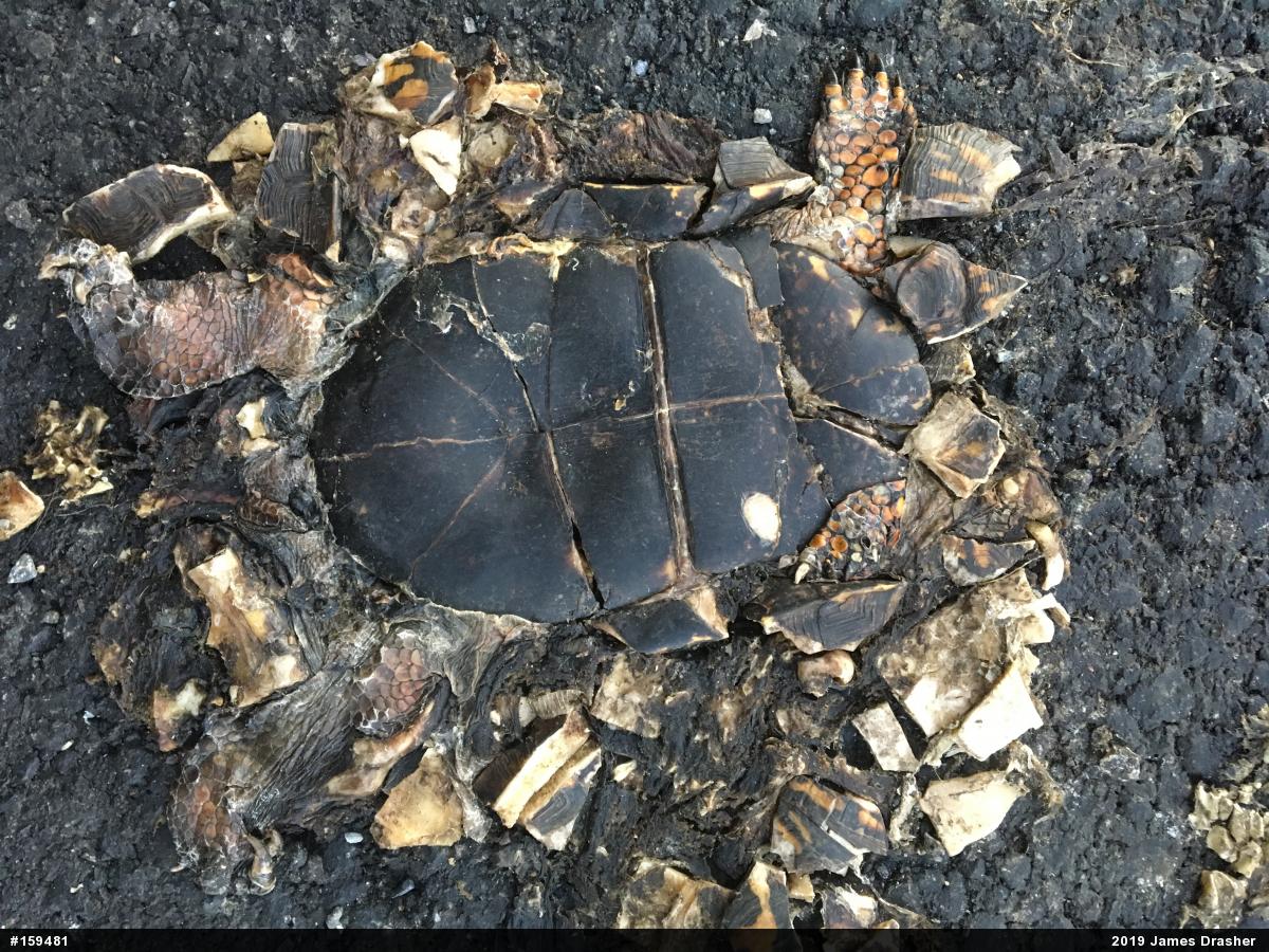 Eastern Box Turtle