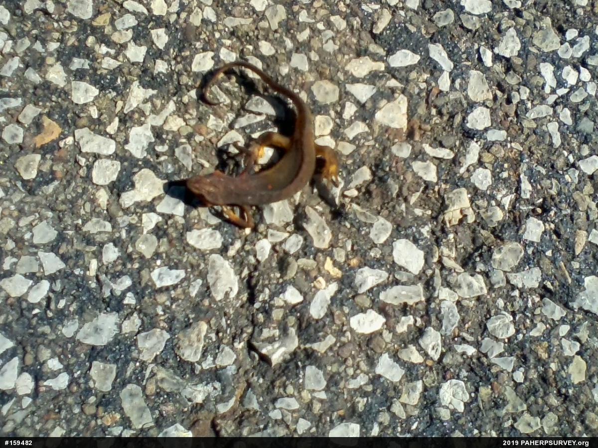 Red-spotted Newt