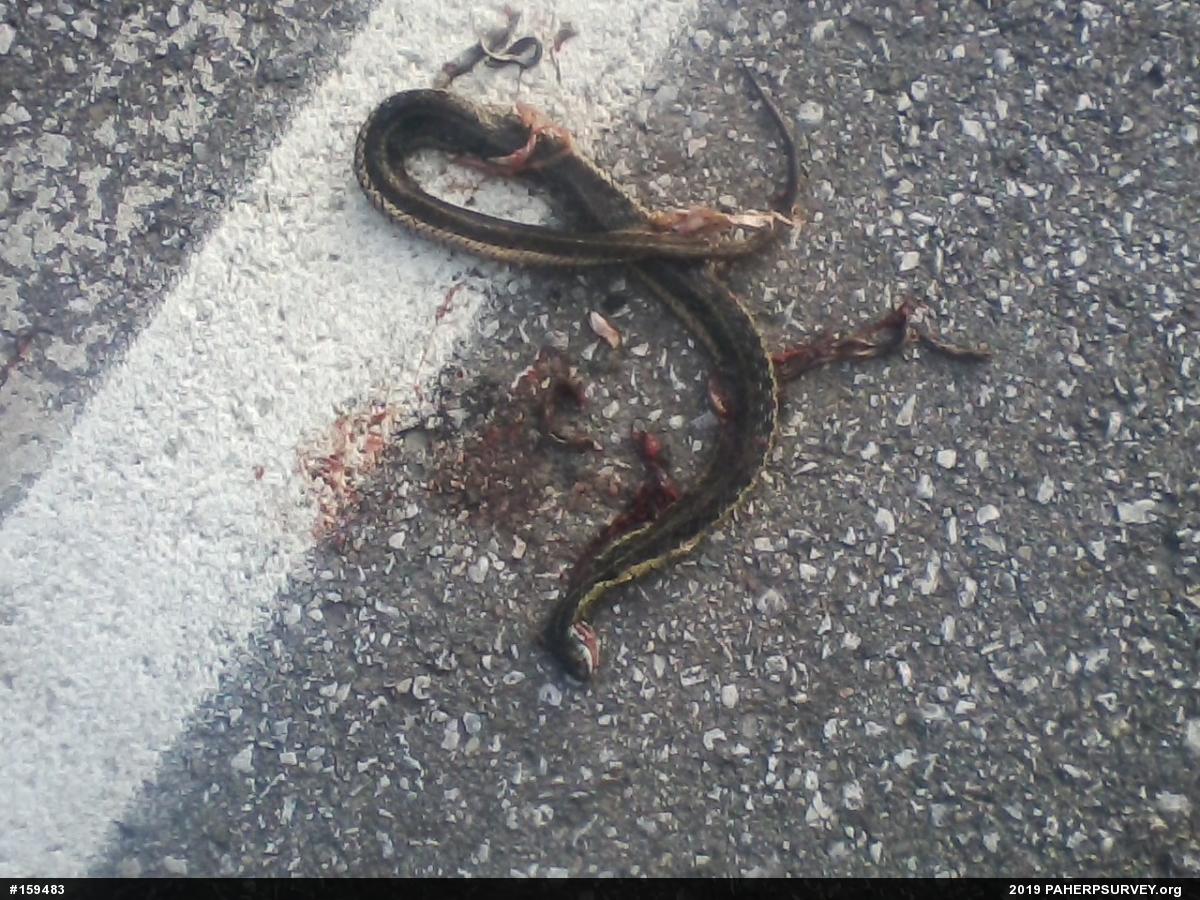 Eastern Gartersnake