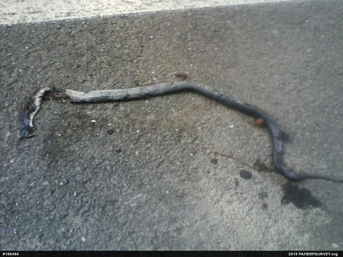 Eastern Ratsnake