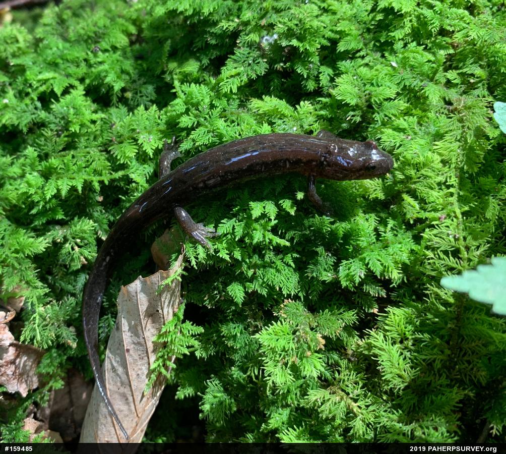 Northern Dusky Salamander