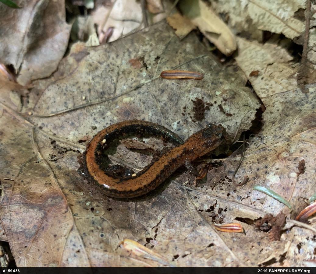 Eastern Red-backed  Salamander