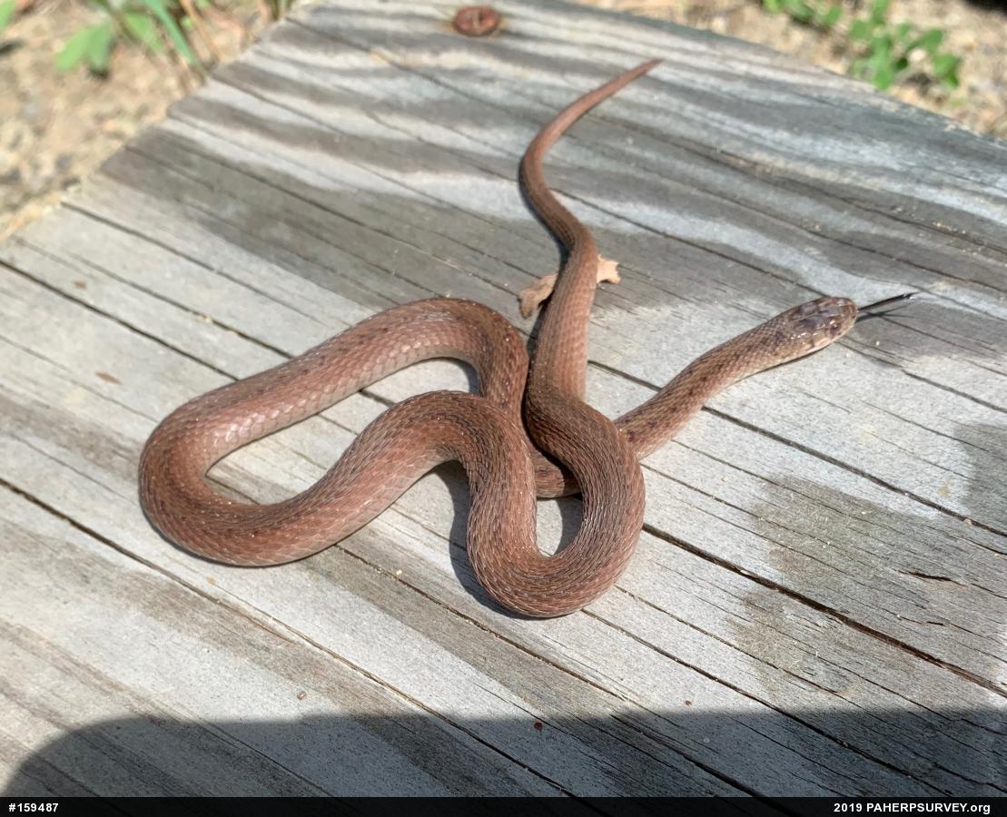 Dekay's Brownsnake