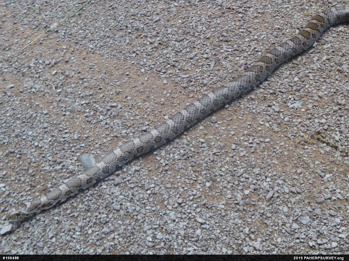 Eastern Milksnake