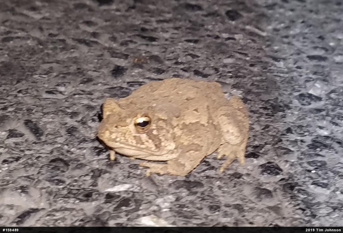 Fowler's Toad