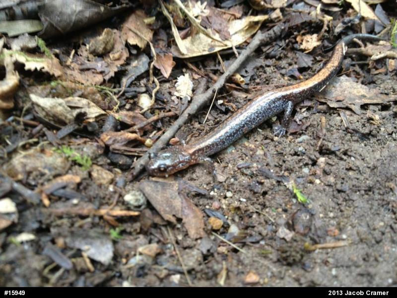 Eastern Red-backed  Salamander