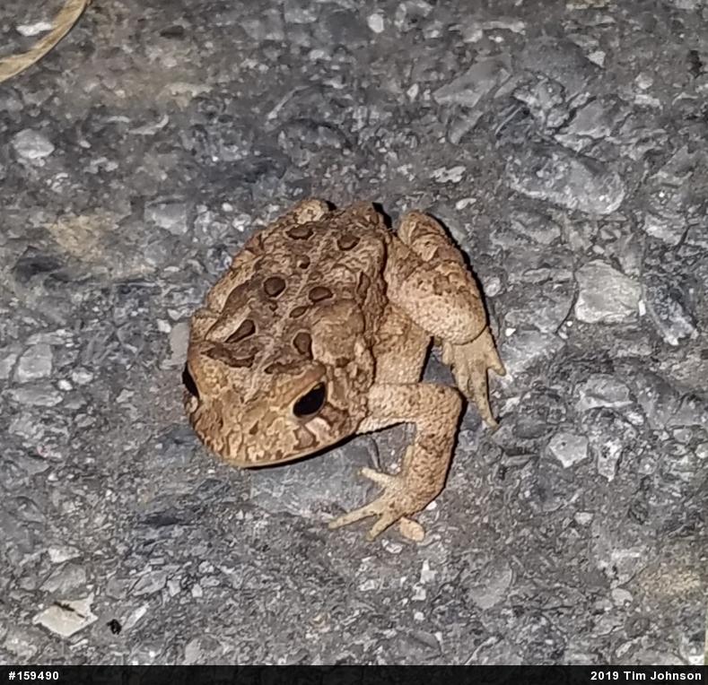 Eastern American Toad