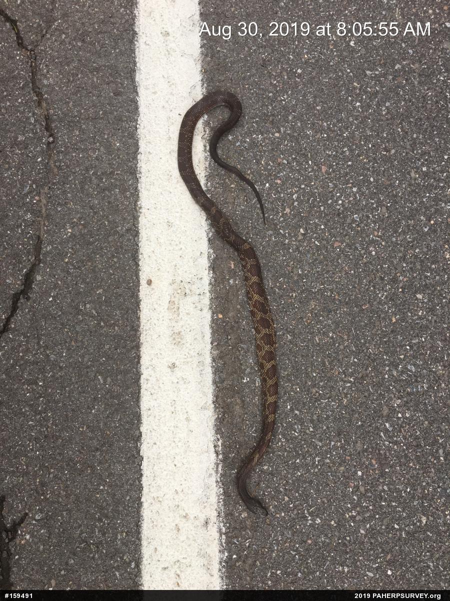 Eastern Ratsnake
