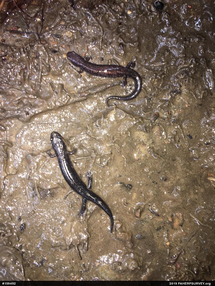 Allegheny Mountain Dusky Salamander