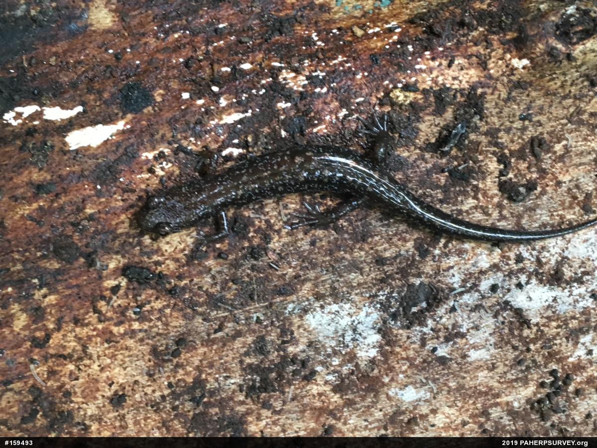 Allegheny Mountain Dusky Salamander