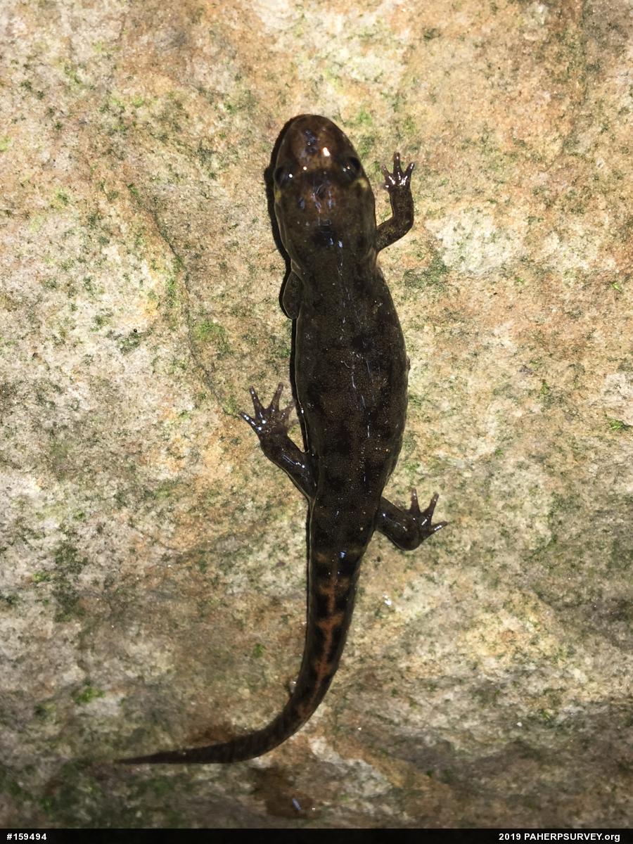 Seal Salamander