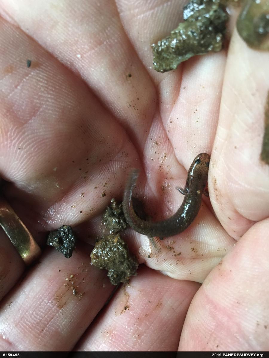 Northern Red Salamander