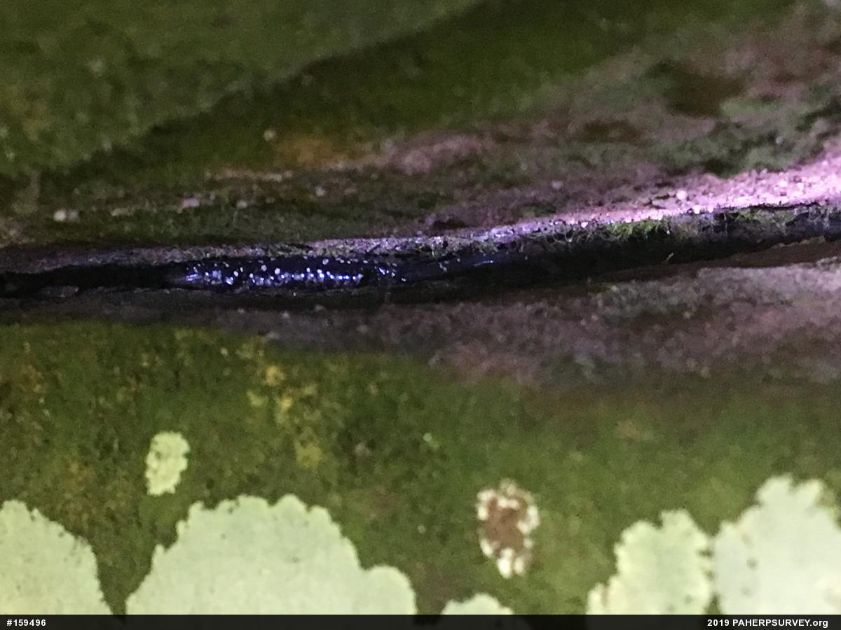 Northern Slimy Salamander