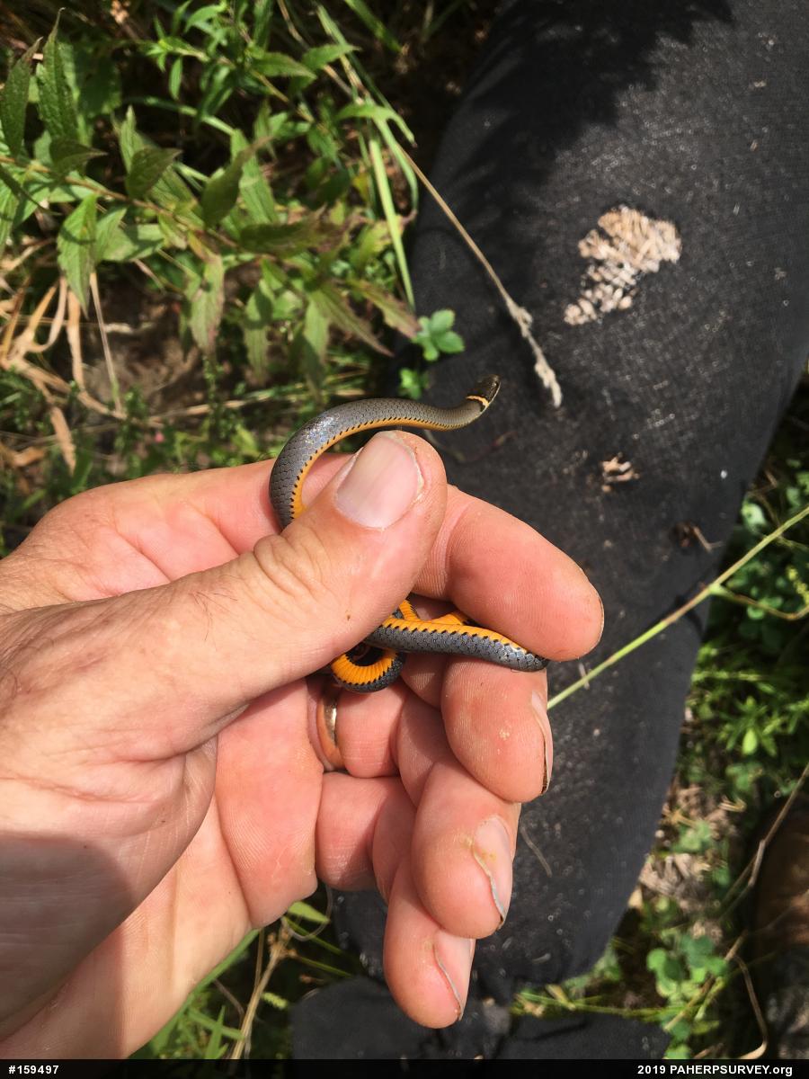 Northern Ring-necked Snake