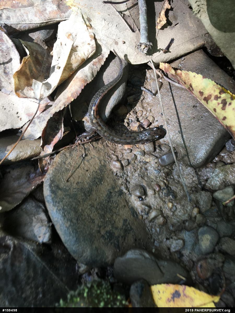 Seal Salamander