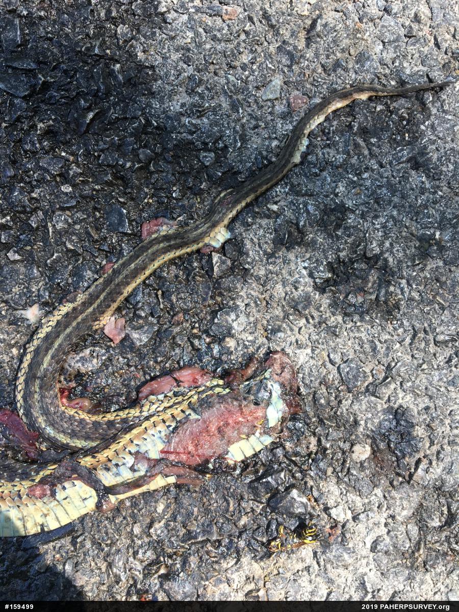 Eastern Gartersnake