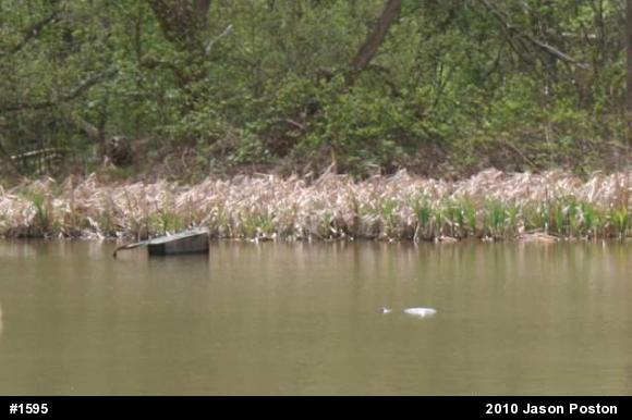 Snapping Turtle
