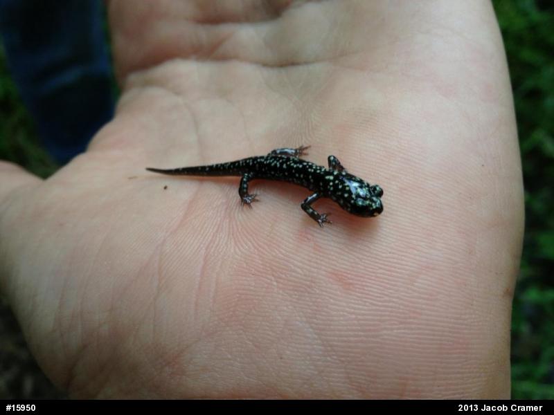 Northern Slimy Salamander
