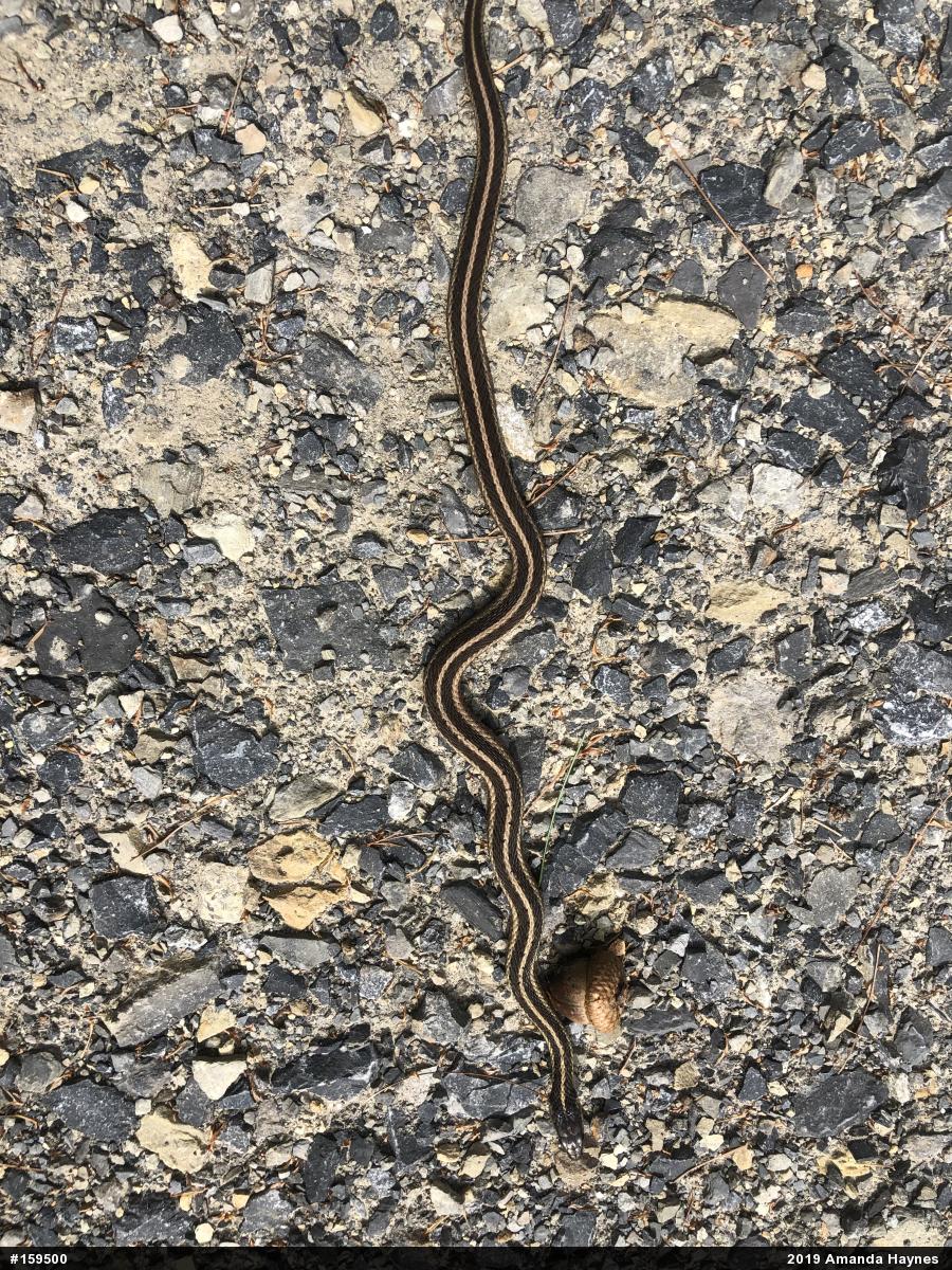 Eastern Gartersnake
