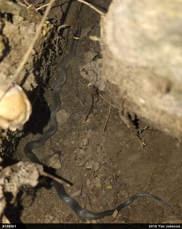 Northern Ring-necked Snake