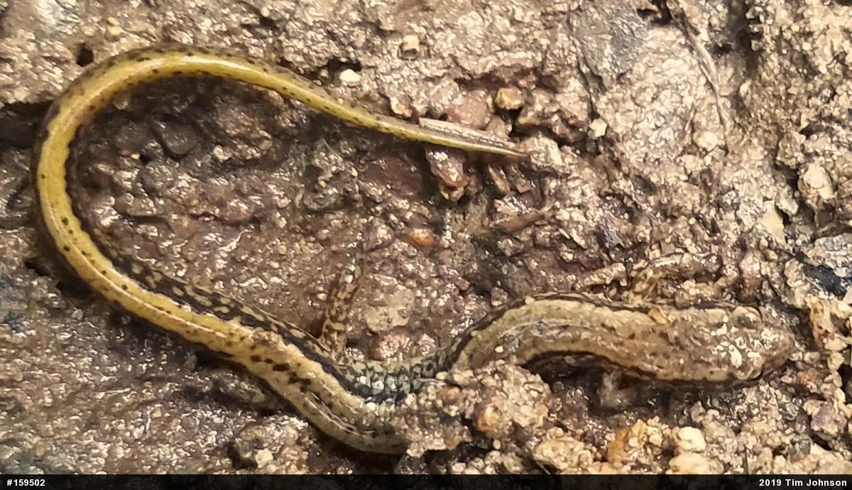 Northern Two-lined Salamander