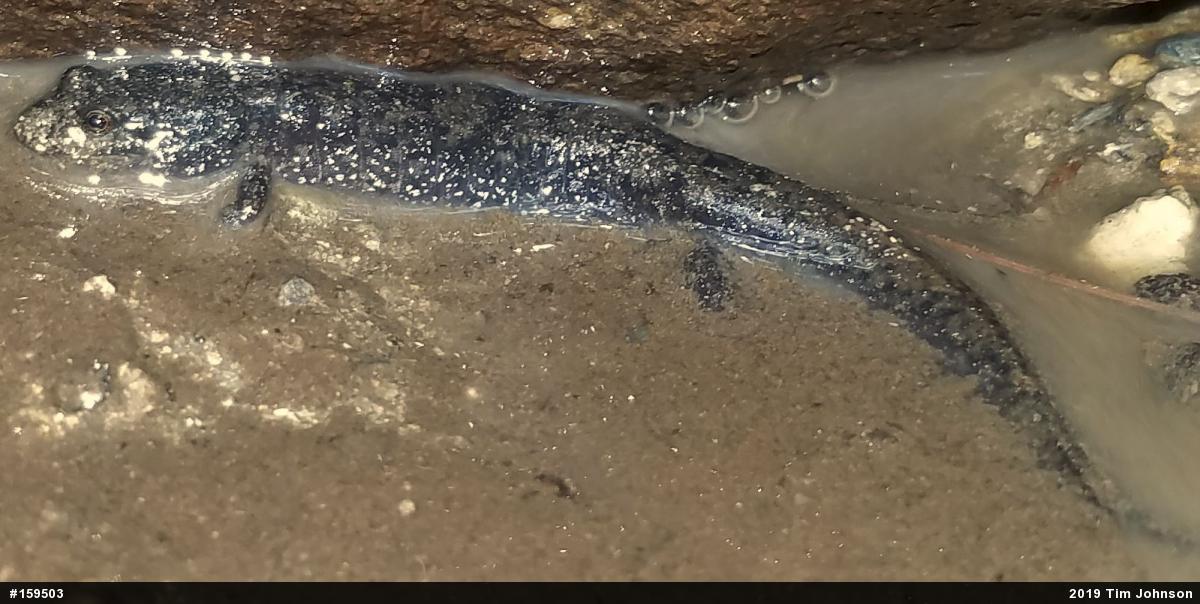 Northern Dusky Salamander