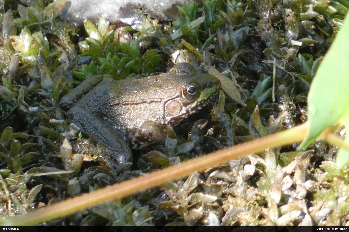 Green Frog