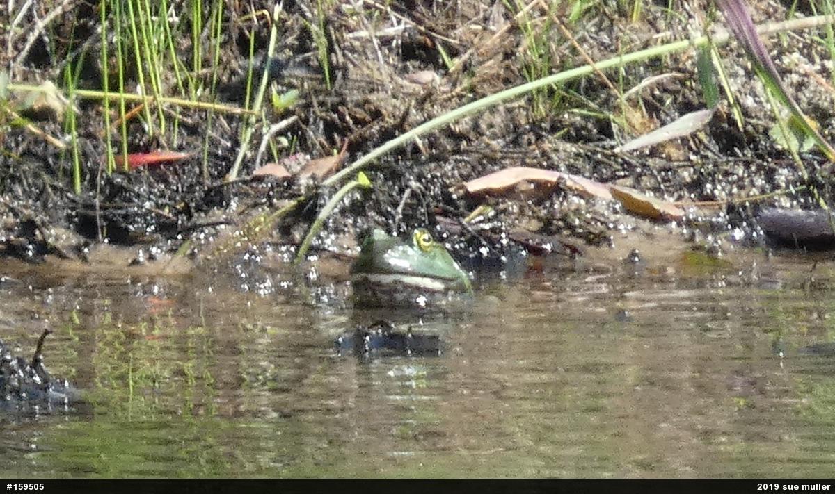American Bullfrog