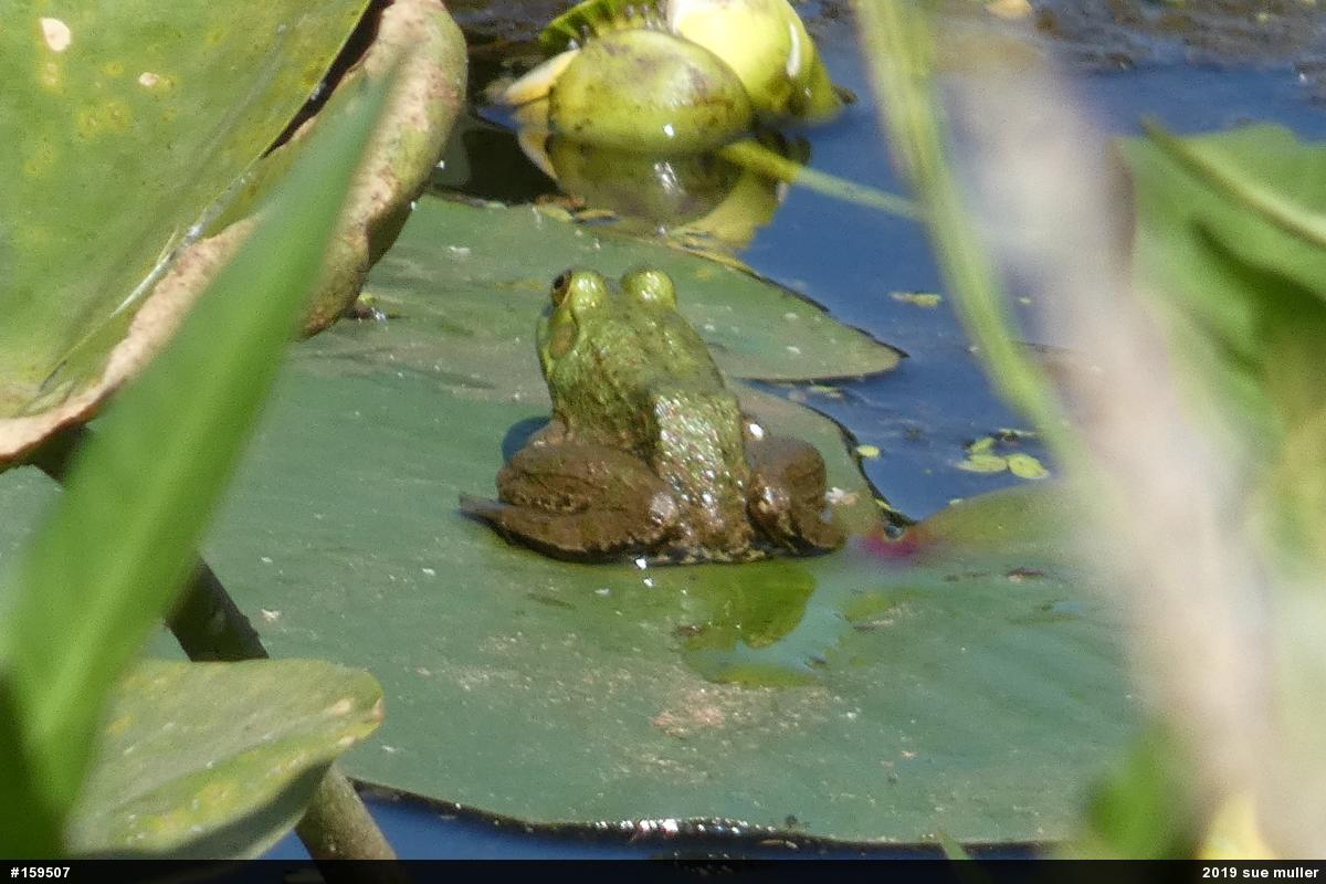 American Bullfrog