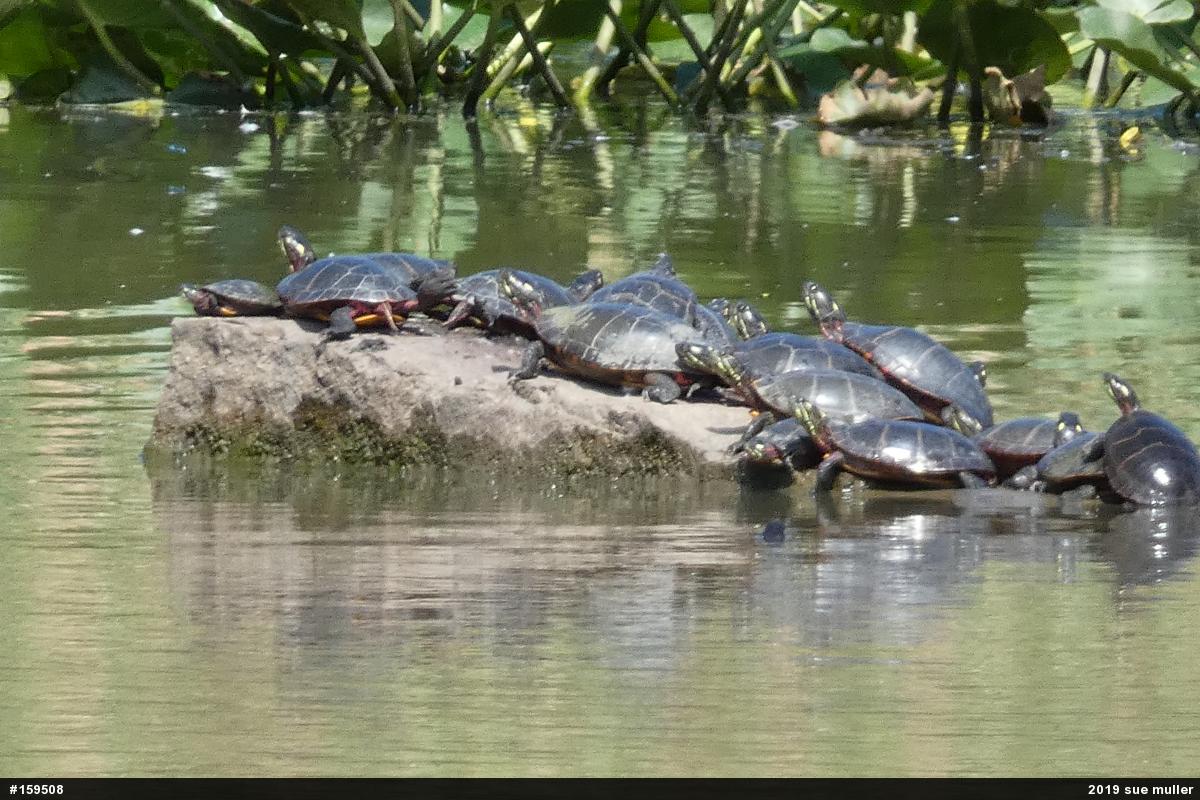Painted Turtle