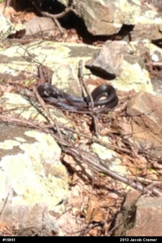 Northern Black Racer