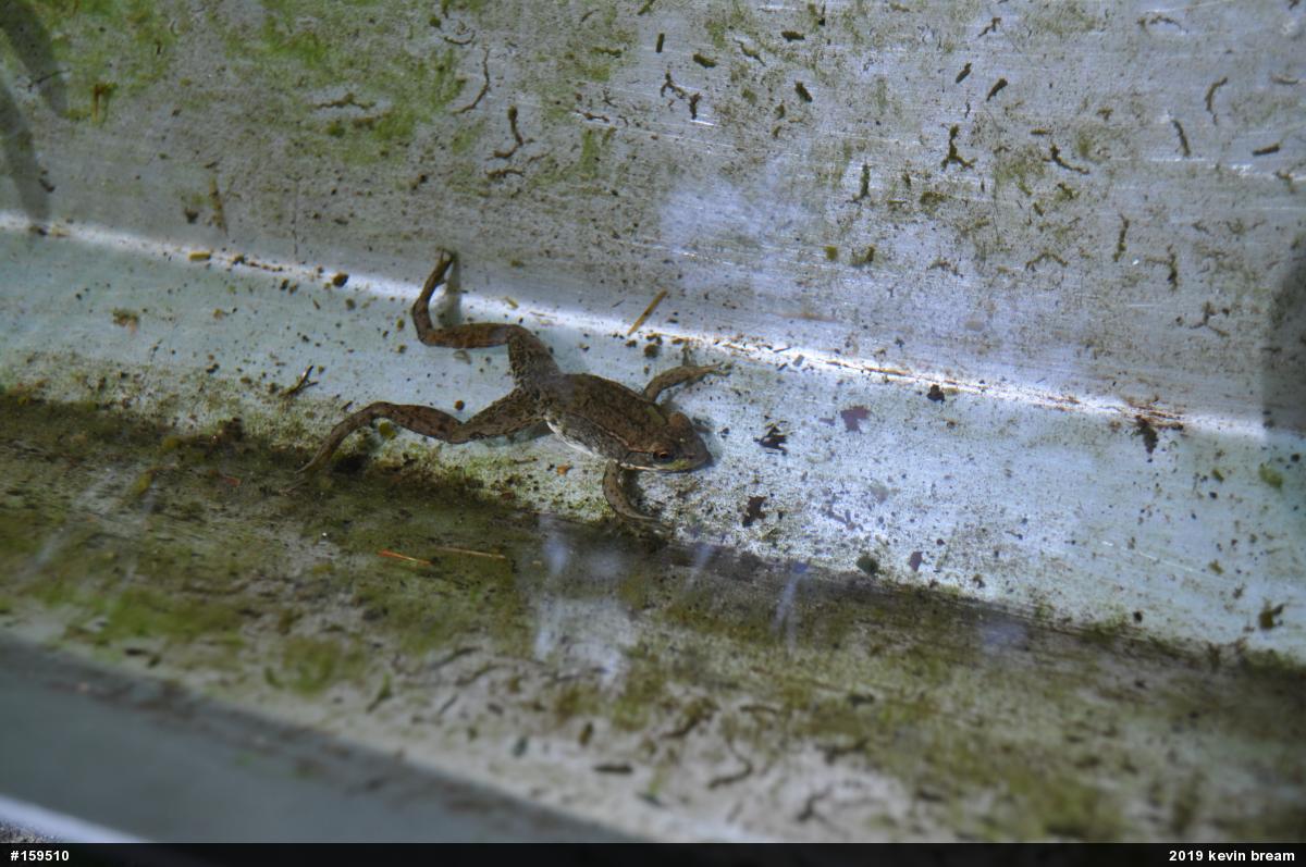Green Frog