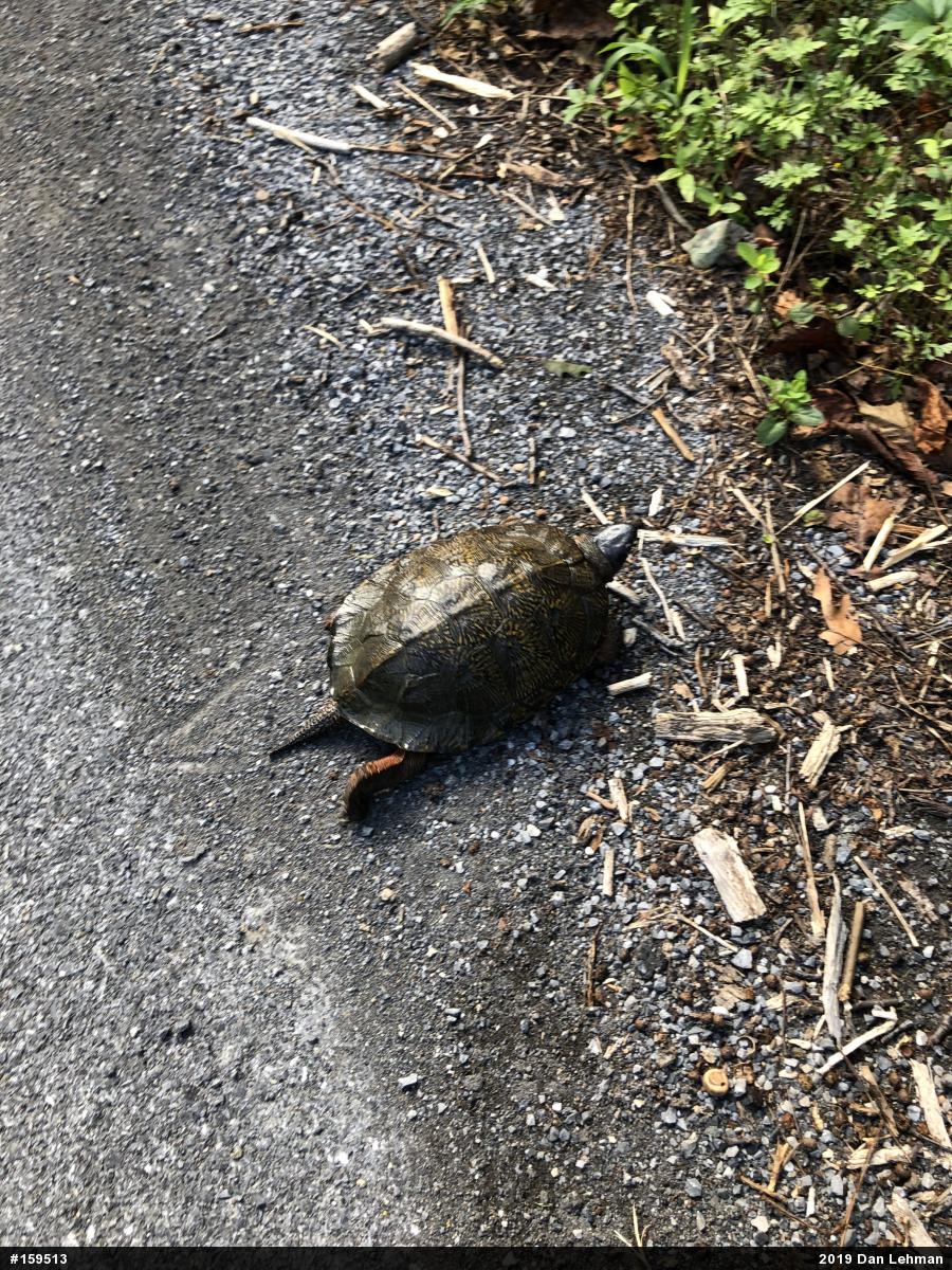 Wood Turtle