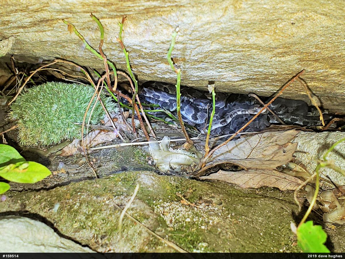 Timber Rattlesnake