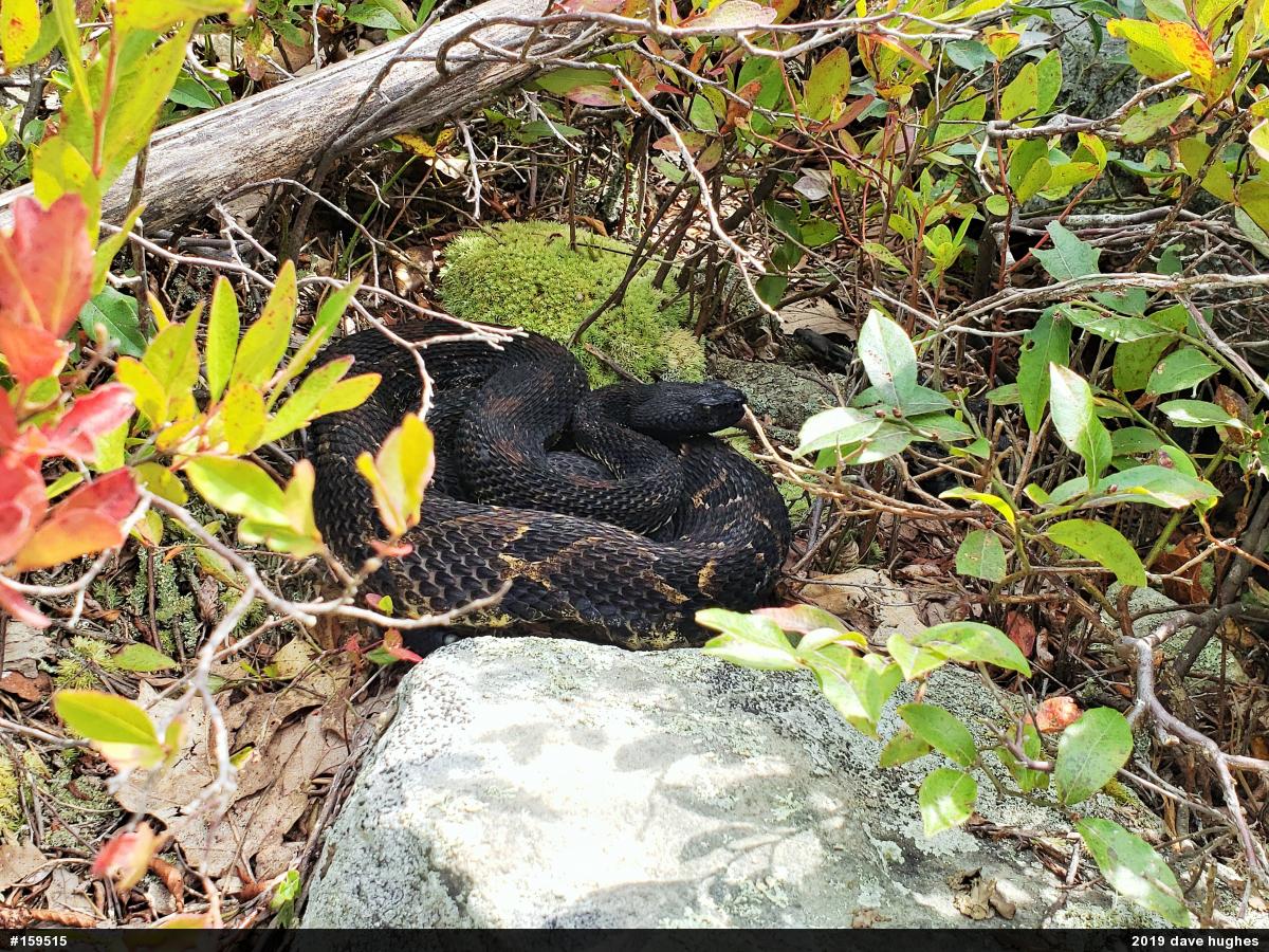Timber Rattlesnake