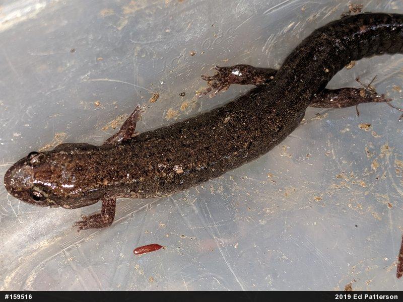 Northern Dusky Salamander