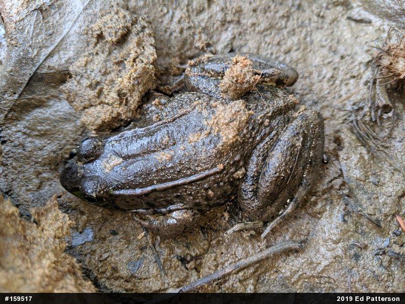 Green Frog