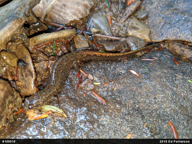 Northern Dusky Salamander