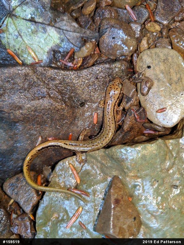 Northern Two-lined Salamander