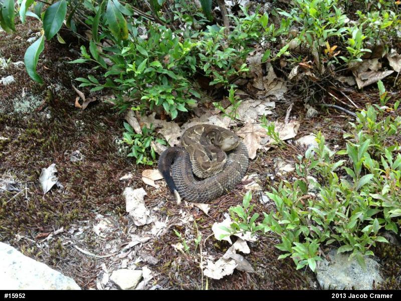 Timber Rattlesnake