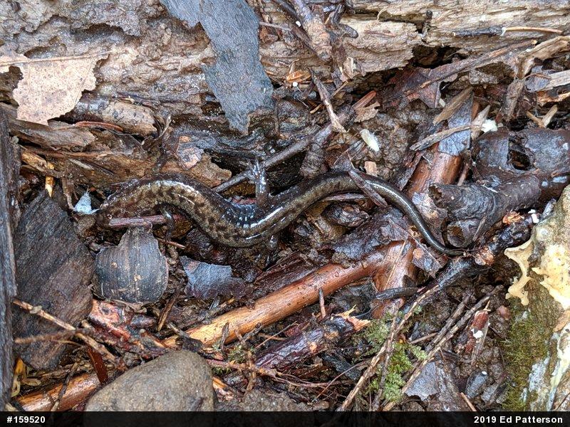 Allegheny Mountain Dusky Salamander