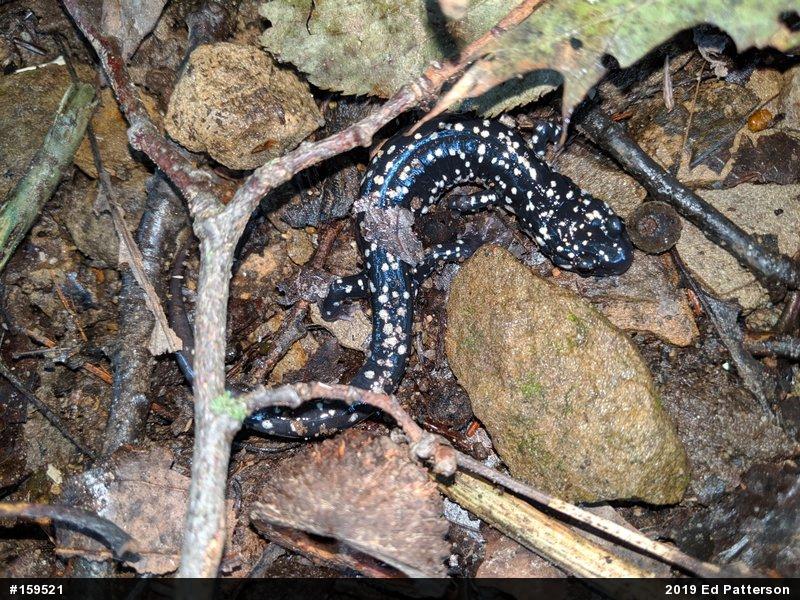 Northern Slimy Salamander