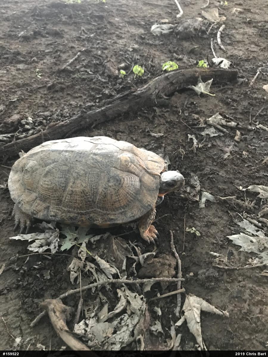 Wood Turtle