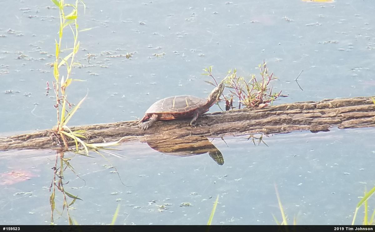 Eastern Painted Turtle