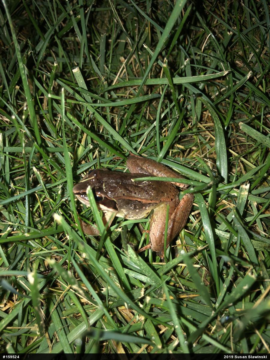 Wood Frog