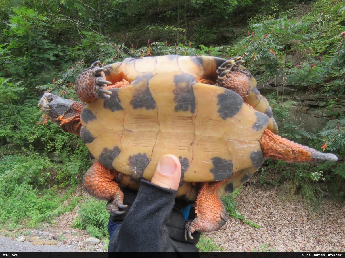 Wood Turtle